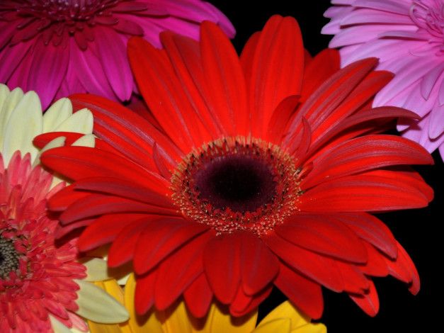 Обои картинки фото цветы, герберы