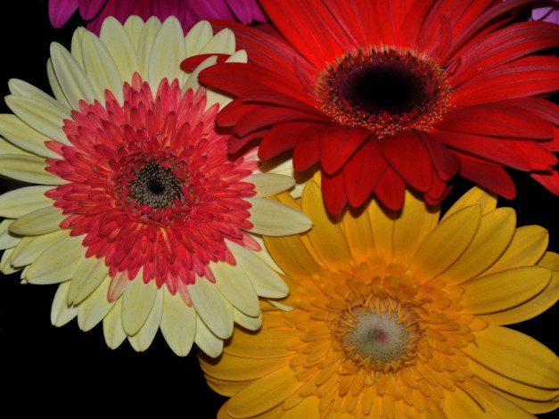 Обои картинки фото цветы, герберы