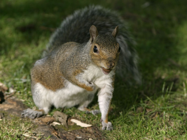 Обои картинки фото животные, белки