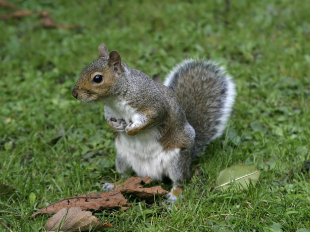 Обои картинки фото животные, белки