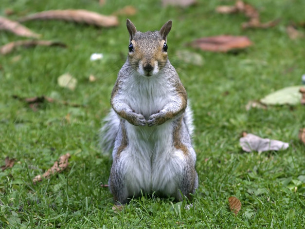 Обои картинки фото животные, белки