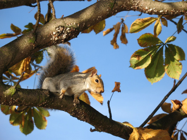 Обои картинки фото животные, белки