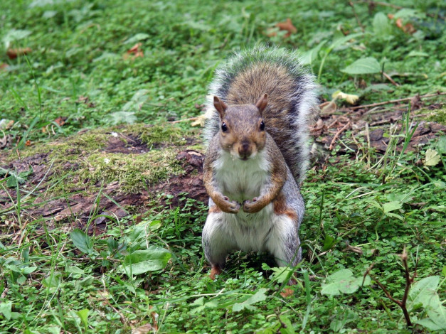 Обои картинки фото животные, белки