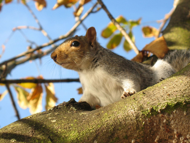 Обои картинки фото животные, белки