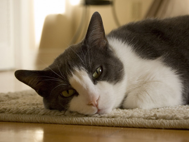 Обои картинки фото животные, коты