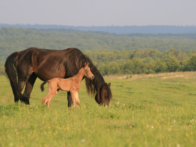 Обои картинки фото животные, лошади