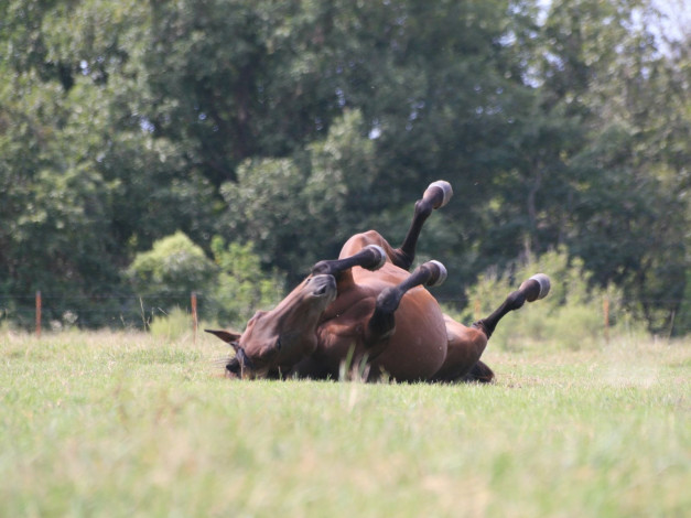 Обои картинки фото животные, лошади