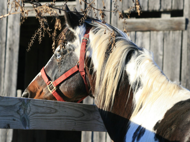 Обои картинки фото животные, лошади