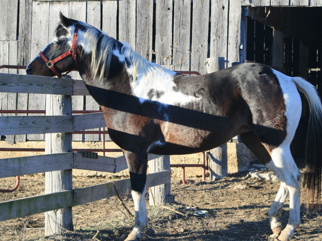 Обои картинки фото животные, лошади