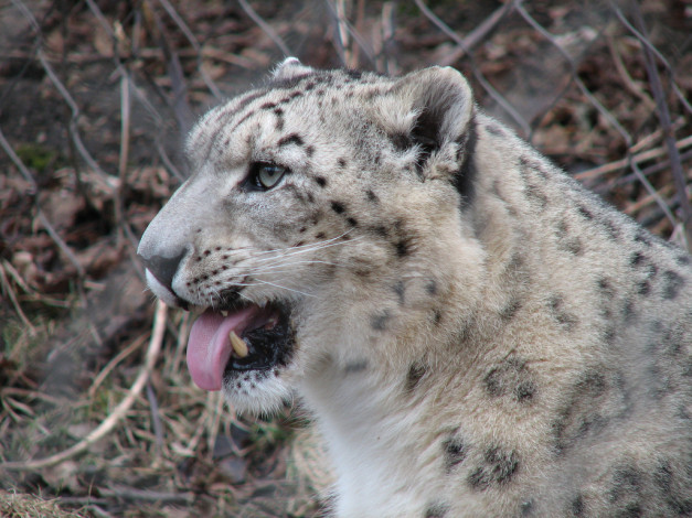 Обои картинки фото животные, снежный, барс, ирбис