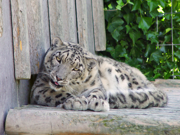 Обои картинки фото животные, снежный, барс, ирбис