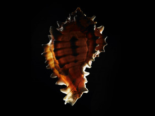 Картинка разное ракушки кораллы декоративные spa камни