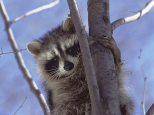 Картинка животные еноты