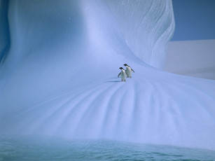 Картинка животные пингвины