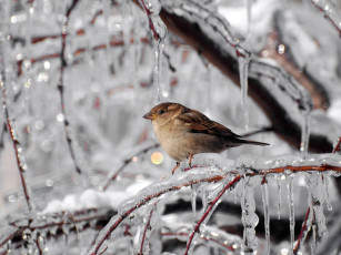 Картинка животные воробьи