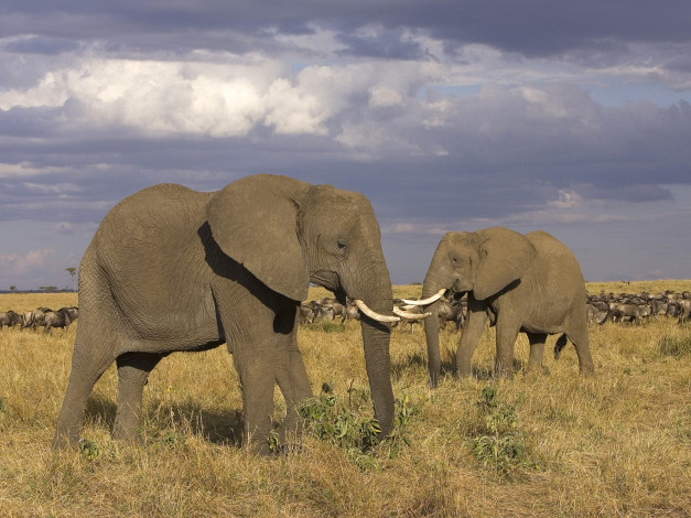 Обои картинки фото животные, слоны