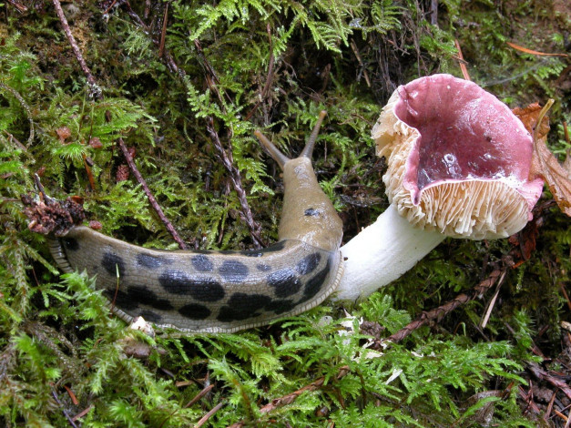 Обои картинки фото животные, улитки