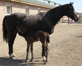Картинка животные лошади лошадь