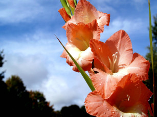 Картинка цветы гладиолусы лепестки