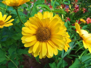 Картинка цветы лепестки