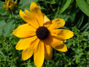 Картинка цветы рудбекия лепестки