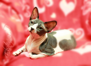 Картинка животные коты пушистик сфинкс арлекин кошка