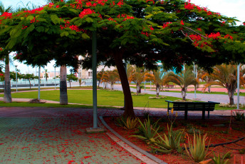 Картинка испания канарские ва лас пальмас де гран канария природа парк