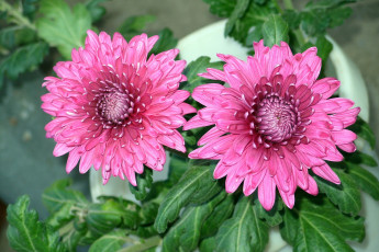 Картинка цветы хризантемы