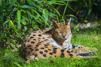 Картинка животные сервалы отдых пятна