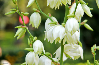 Картинка цветы белый