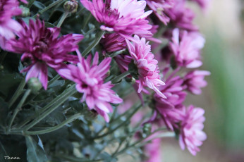 Картинка цветы хризантемы розовый