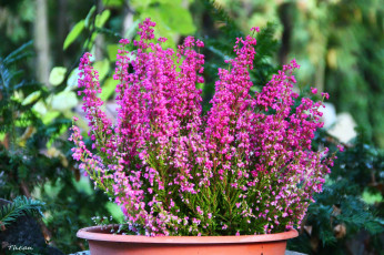 обоя цветы, вереск, эрики, розовый