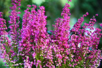 обоя цветы, вереск, эрики, розовый