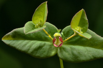 Картинка природа листья капли