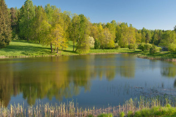 Картинка природа реки озера лес водоем