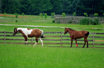 Картинка животные лошади скорость автомобиль внедорожник мощь