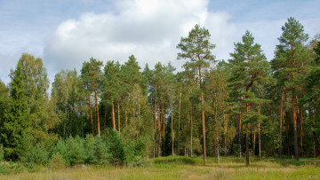 Картинка нижегородский край природа лес сосны небо