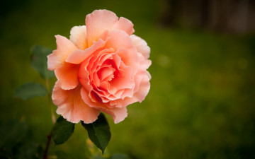 Картинка цветы розы розовый