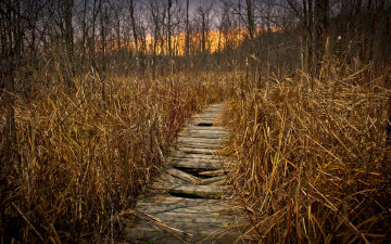 Картинка природа дороги настил дорожка камыш лес осень