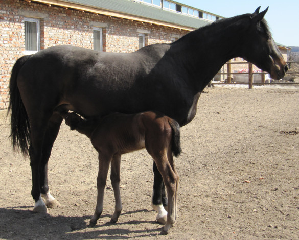 Обои картинки фото животные, лошади, лошадь