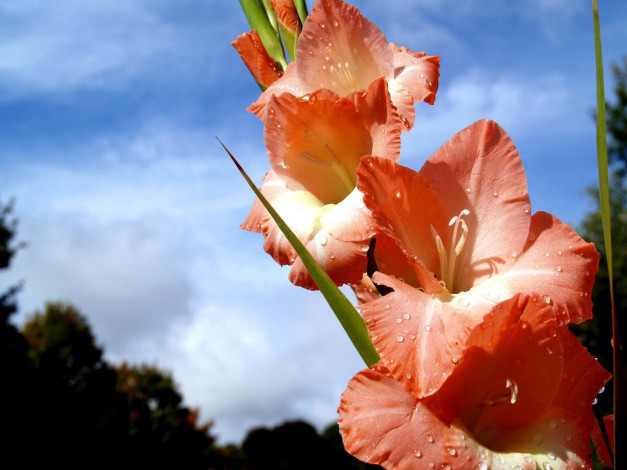 Обои картинки фото цветы, гладиолусы, лепестки