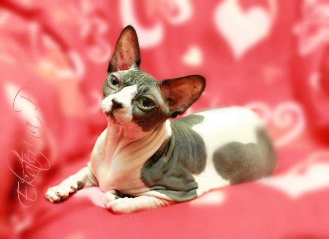 Обои картинки фото животные, коты, пушистик, сфинкс, арлекин, кошка