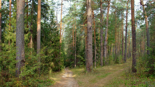 Обои картинки фото нижегородский, край, природа, дороги, сосны, тропы