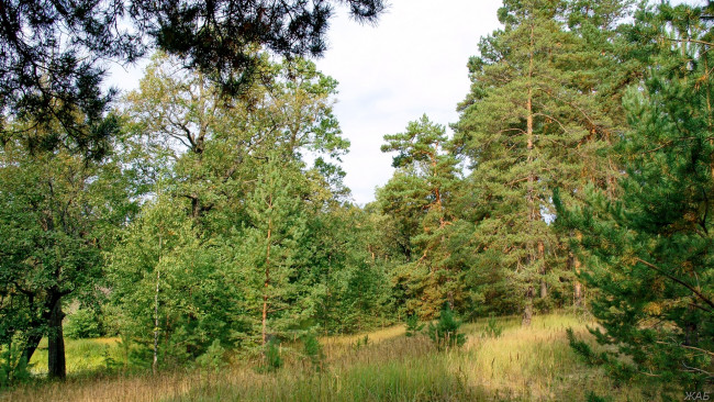 Обои картинки фото нижегородский, край, природа, лес, сосны