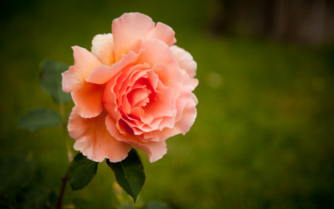 Обои картинки фото цветы, розы, розовый