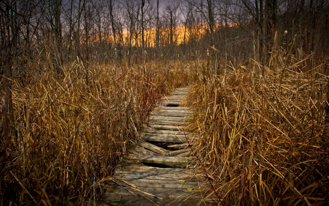 Обои картинки фото природа, дороги, настил, дорожка, камыш, лес, осень