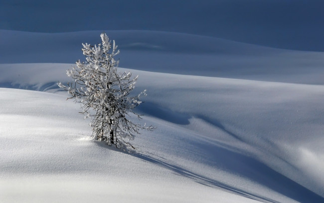 Обои картинки фото природа, зима, дерево, снег