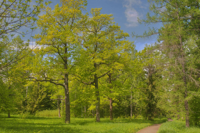 Обои картинки фото природа, лес, лето, тропинка