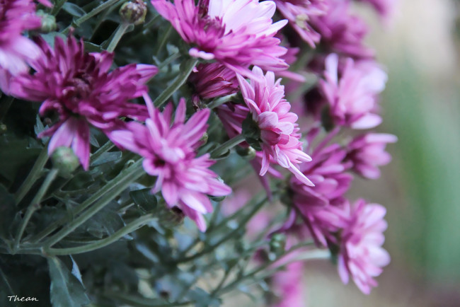 Обои картинки фото цветы, хризантемы, розовый