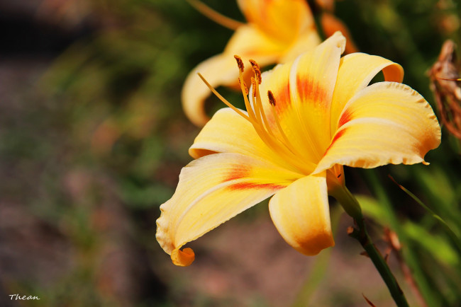 Обои картинки фото цветы, лилии, лилейники, желтый